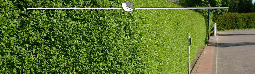 Liguster is een uitstekende haagplant | Gardline